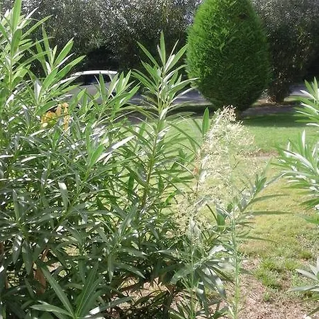 T3 Les Peupliers Proche Pasino Et La Grande-Motte